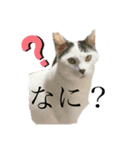 とらななスタンプ（個別スタンプ：2）