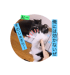 ガッシーねこーず39にゃんシリーズ⑲（個別スタンプ：15）