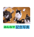 ガッシーねこーず39にゃんシリーズ⑲（個別スタンプ：17）