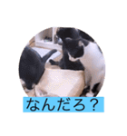 ガッシーねこーず39にゃんシリーズ⑲（個別スタンプ：21）