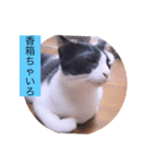 ガッシーねこーず39にゃんシリーズ⑲（個別スタンプ：23）