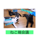 ガッシーねこーず39にゃんシリーズ⑲（個別スタンプ：32）