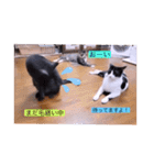 ガッシーねこーず39にゃんシリーズ⑲（個別スタンプ：34）