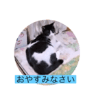 ガッシーねこーず39にゃんシリーズ⑲（個別スタンプ：39）