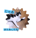 ガッシーねこーず39にゃんシリーズ⑲（個別スタンプ：40）