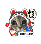 マンチカン子猫2（個別スタンプ：8）