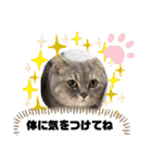 マンチカン子猫2（個別スタンプ：30）