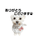 マルチーズもこちゃん（個別スタンプ：3）