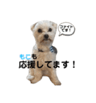 マルチーズもこちゃん（個別スタンプ：19）