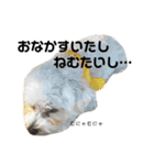 マルチーズもこちゃん（個別スタンプ：29）