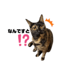さびっ娘倶楽部Part5（個別スタンプ：4）