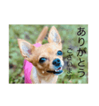 Marony part3（個別スタンプ：7）