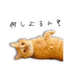 ネコリパブリック広島｜広島弁ver.1（個別スタンプ：6）