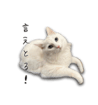 ネコリパブリック広島｜広島弁ver.1（個別スタンプ：9）
