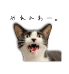 ネコリパブリック広島｜広島弁ver.1（個別スタンプ：21）