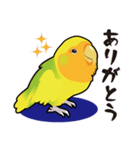 普段使いコザクラインコうめちゃんスタンプ（個別スタンプ：1）