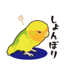 普段使いコザクラインコうめちゃんスタンプ（個別スタンプ：12）