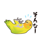 普段使いコザクラインコうめちゃんスタンプ（個別スタンプ：31）