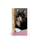 あずきちゃんとあんずちゃんのスタンプ（個別スタンプ：7）