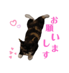 あずきちゃんとあんずちゃんのスタンプ（個別スタンプ：9）