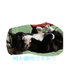 あずきちゃんとあんずちゃんのスタンプ（個別スタンプ：35）