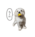 スーパーマルチーズみるくフレンズ（個別スタンプ：5）