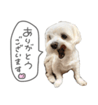 スーパーマルチーズみるくフレンズ（個別スタンプ：18）