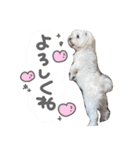 スーパーマルチーズみるくフレンズ（個別スタンプ：19）