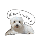 スーパーマルチーズみるくフレンズ（個別スタンプ：20）