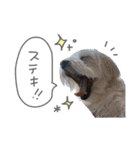 スーパーマルチーズみるくフレンズ（個別スタンプ：21）