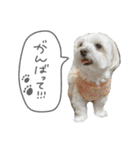 スーパーマルチーズみるくフレンズ（個別スタンプ：22）
