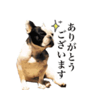 スーパーマルチーズみるくフレンズ（個別スタンプ：33）