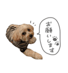 スーパーマルチーズみるくフレンズ（個別スタンプ：35）