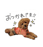 スーパーマルチーズみるくフレンズ（個別スタンプ：36）