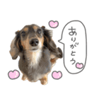 スーパーマルチーズみるくフレンズ（個別スタンプ：39）
