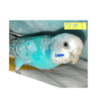 インコ「ルル」2（個別スタンプ：1）