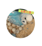 インコ「ルル」2（個別スタンプ：5）