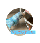 インコ「ルル」2（個別スタンプ：6）