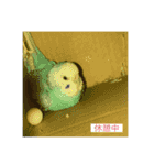インコ「ルル」2（個別スタンプ：12）