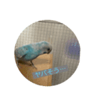 インコ「ルル」2（個別スタンプ：14）