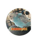 インコ「ルル」2（個別スタンプ：15）