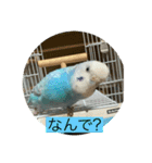 インコ「ルル」2（個別スタンプ：16）