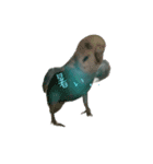 インコ「ルル」3（個別スタンプ：1）