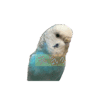 インコ「ルル」3（個別スタンプ：8）