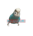 インコ「ルル」3（個別スタンプ：9）