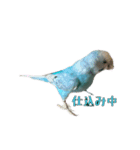 インコ「ルル」3（個別スタンプ：10）