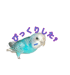 インコ「ルル」3（個別スタンプ：12）