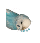 インコ「ルル」3（個別スタンプ：13）