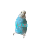 インコ「ルル」3（個別スタンプ：14）