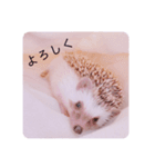 はりんの日常③（個別スタンプ：5）